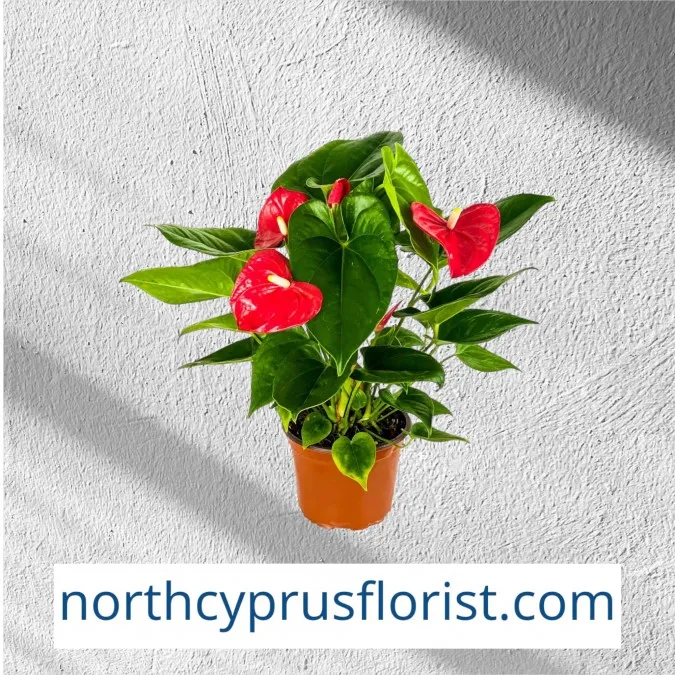 Anthurium Flower