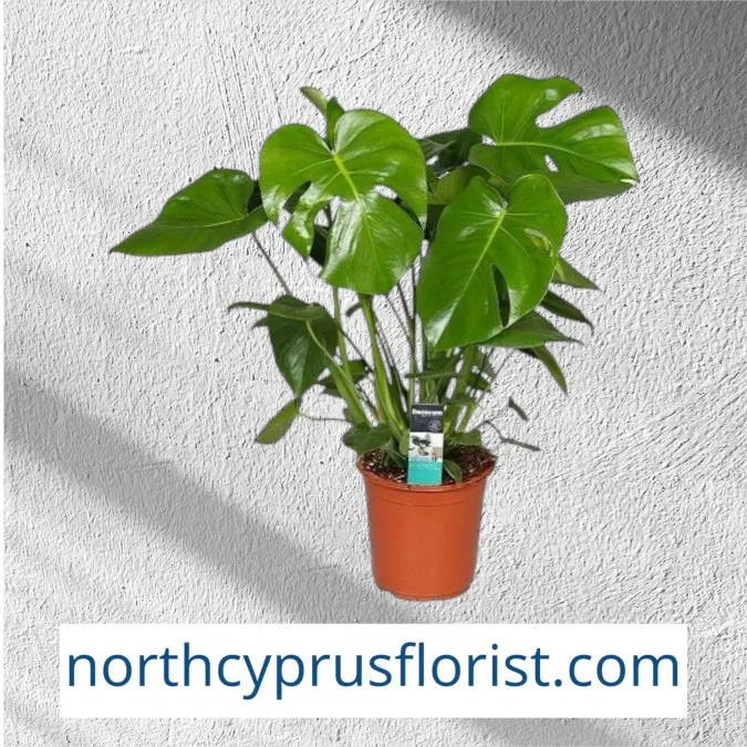 Camel Floor Plant