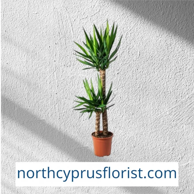 Yucca Flower