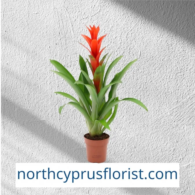 Red Guzmania