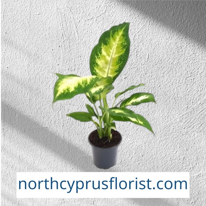 Dieffenbachia Camilla